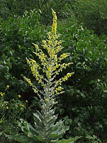 Verbascum pulverulentum 4 RF.jpg