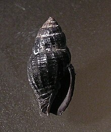 Vexillum ficulinum 002.jpg 