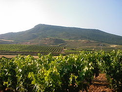 Viñedos de La Rioja.