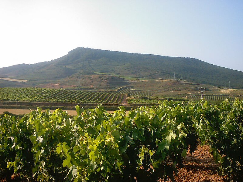 File:Viñedo-en-Ventosa-LaRioja.jpg