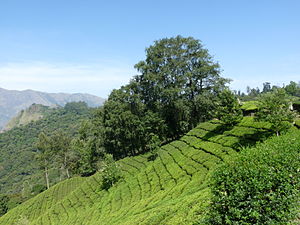 View of tea plantations in Munnar