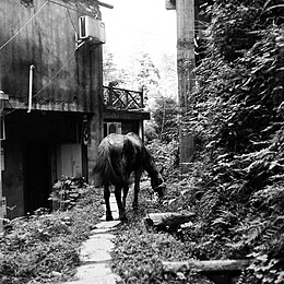 Village horse, Guangxi, China.jpg