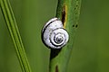 Vineyard snail on a stem edited.jpg