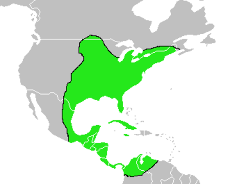 Vireo flavifrons-Map.png