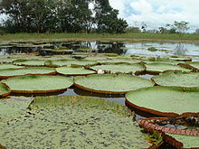 Die berühmten riesigen Seerosen Victoria amazonica auf der Manaus gegenüberliegenden Flussseite
