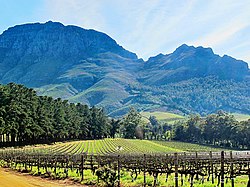 Stellenbosch жүзімдіктері