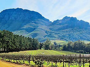 Weinanbau bei Stellenbosch