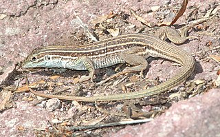 <span class="mw-page-title-main">Sonoran spotted whiptail</span> Species of lizard