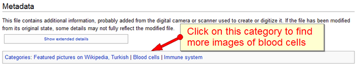 This image shows the categories associated with an image of an immune-system cell on the Wikimedia Commons. One such category, "Blood cells", is indicated and a textbox explains that clicking on that category will take the reader to other images of blood cells.