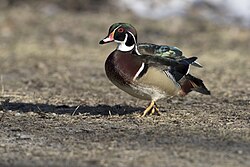 Walking wood duck.jpg