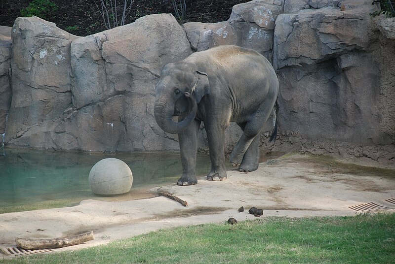 File:Washington DC Zoo - Elephas maximus - 1.jpg
