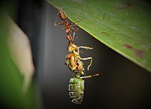 Dead weaver ant queen carried by a worker ant Weaver ant queen 4.jpg