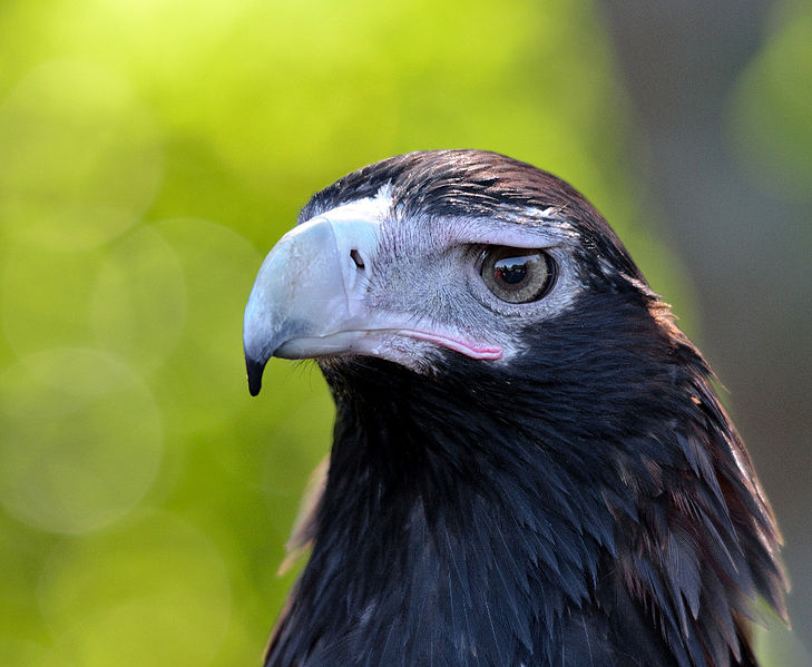 File:Wedge-tailed Eagle portrait.jpg