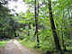 West Street, Federated Women's Club State Forest, Petersham MA.jpg