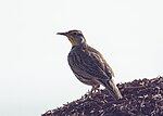 Thumbnail for File:Western Meadowlark (15774527230).jpg