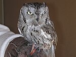 Westernscreechowl.JPG