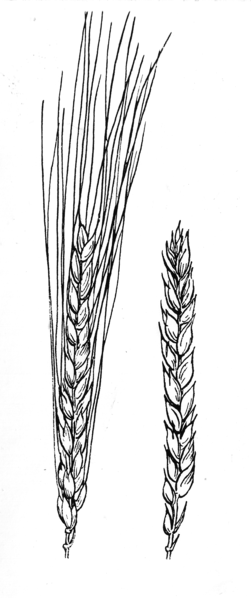 File:Wheat 2 (PSF).png