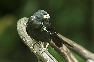 White-billed Buffalo-Weaver - Baringo - Kenya NH8O0246 (22432169758).jpg