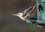 Thumbnail for File:White-breasted nuthatch (33682).jpg