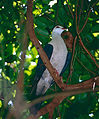 White-headed Pigeon (Columba leucomela) (9757365443).jpg