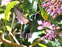 Mountain-gem, White-throated Lampornis castaneoventris