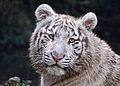 White Tiger in Touroparc.jpg