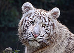 Миниатюра для Файл:White Tiger in Touroparc.jpg