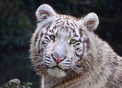 Panthera tigris (Tiger)