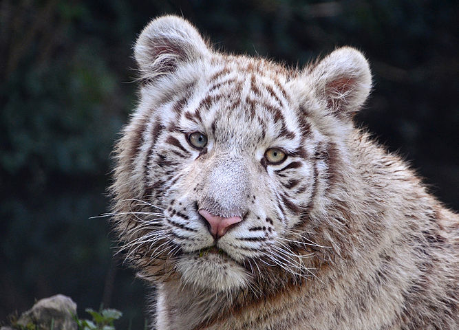 White Tiger, Touroparc, Romanèche-Thorins