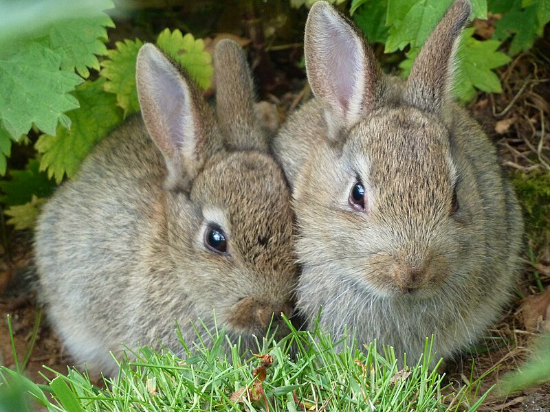 File:Wild Rabbits at Edinburgh Zoo.jpg