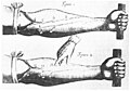 Image 2Image of veins from William Harvey's Exercitatio Anatomica de Motu Cordis et Sanguinis in Animalibus. Harvey demonstrated that blood circulated around the body, rather than being created in the liver. (from Scientific Revolution)