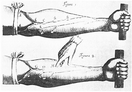 Image of veins from William Harvey's Exercitatio Anatomica de Motu Cordis et Sanguinis in Animalibus, 1628