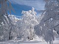 Winter auf dem Altkönig - panoramio.jpg