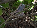 Miniatuur voor Bestand:Wood pigeon nest cottingham.JPG