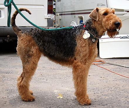 After the First World War, the Airedales' popularity rapidly increased thanks to stories of their bravery on the battlefield