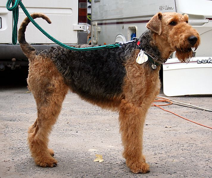 File:Wystawa Rybnik 02.10.2011 airedale terrier 1pl.jpg