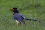 Thumbnail for Yellow-billed blue magpie