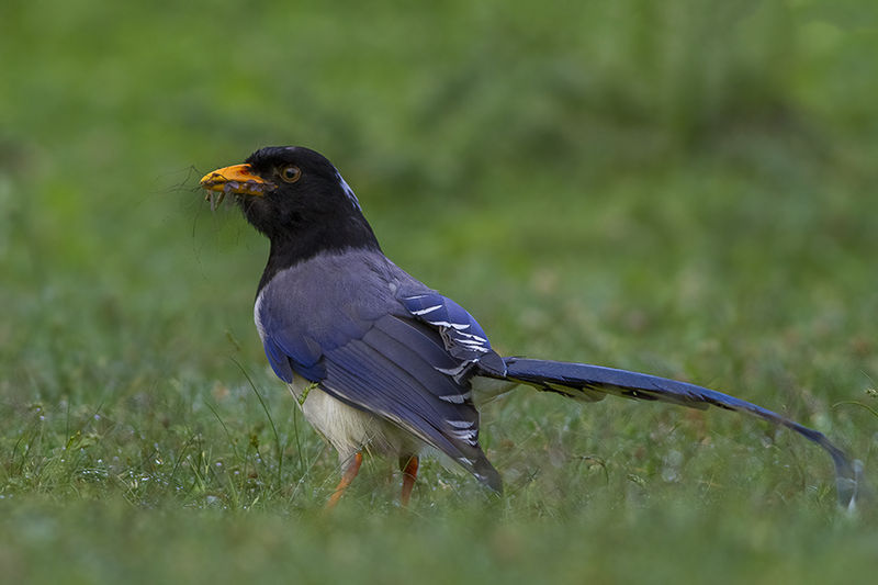 File:Yellow-billed Blue Magpie Dugalbitta Chopta Uttarakhand India 13.06.2013.jpg