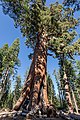 * Nomination Grizzly Giant at Mariposa Grove of Giant Sequoias in Yosemite National Park, California, USA --XRay 03:12, 30 October 2022 (UTC) * Promotion CW tilt is disturbing --Tagooty 03:15, 30 October 2022 (UTC)  Comment May be it looks like tilted, but it isn't. --XRay 03:23, 30 October 2022 (UTC)  Support Good quality -- Johann Jaritz 03:51, 30 October 2022 (UTC)