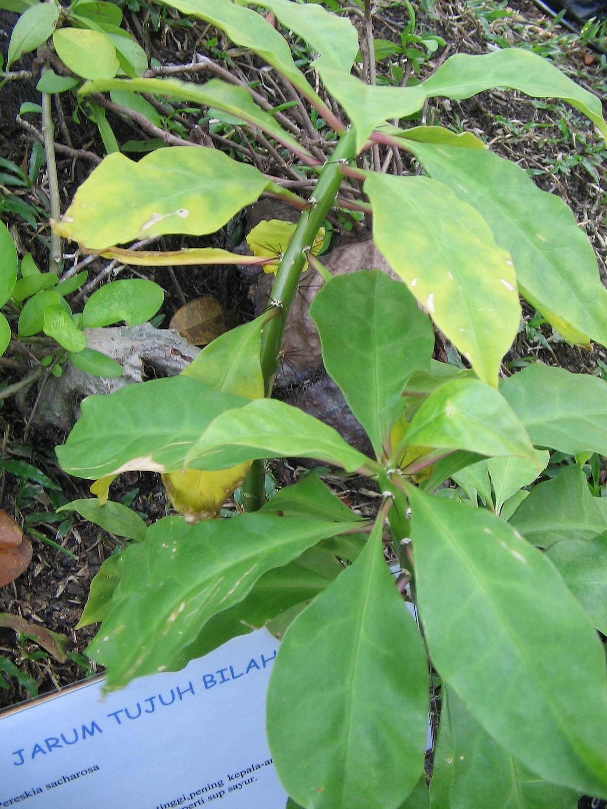 Pokok Jarum Tujuh Bilah Wikipedia Bahasa Melayu 