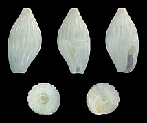 Zafra ornata, shell