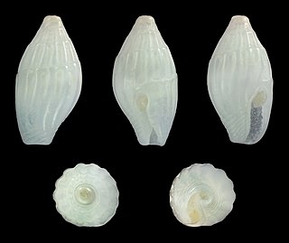 <i>Zafra ornata</i> Species of gastropod