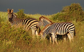 Adult Burchell's zebra and two foals