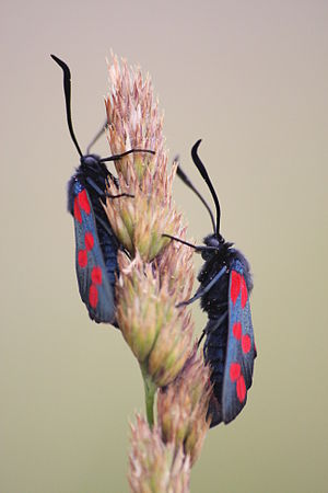 Zygaena filipendulae, Hurum, Norway