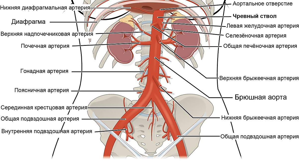 Заболевания аорты