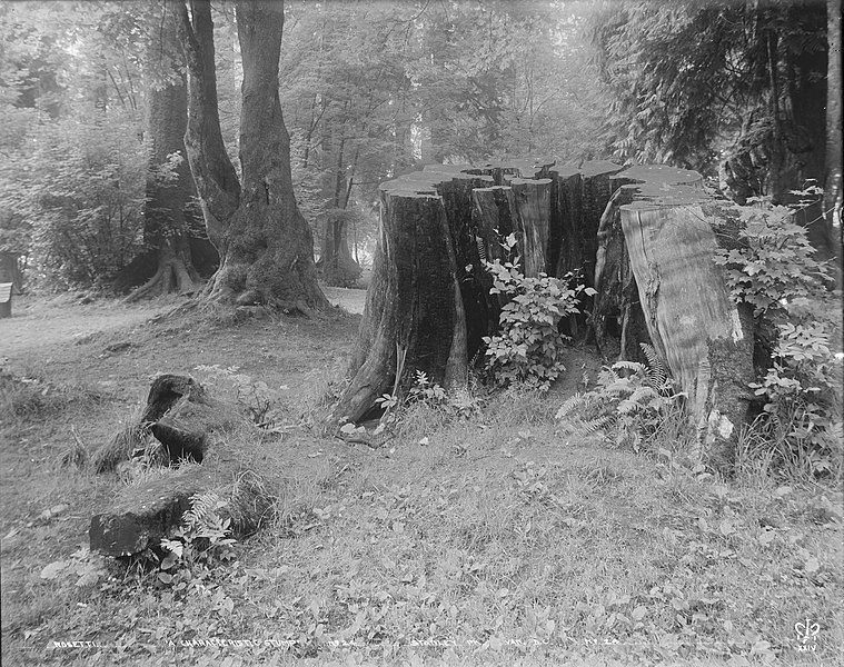 File:"A Characteristic Stump", Stanley Park, Vancouver, B.C. (13850959104).jpg