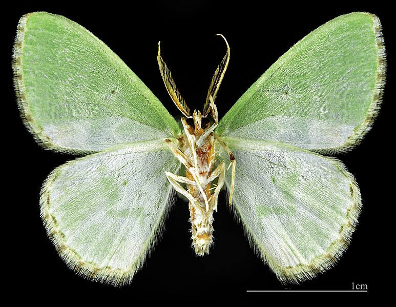 File:(MHNT) Comibaena bajularia Gubałówka Poland - Male ventral.jpg