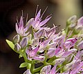 Inflorescence.