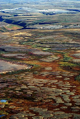 Tundra jesienią w pobliżu Naryan-Mar