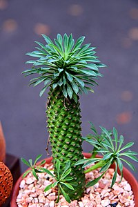 กระบองเพชร Cactus of Thailand